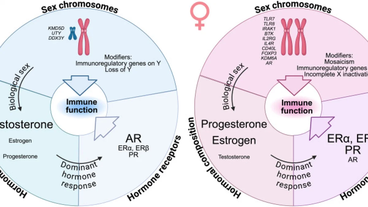 Sex differences in innate immune cell responses: Impact on cancer immunity and response to therapy