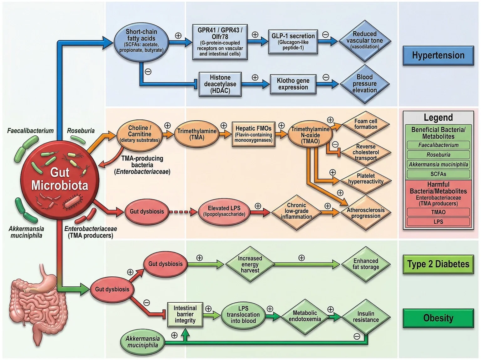 Gut-brain axis: a revolutionary paradigm in the pathogenesis and treatment of ischemic stroke