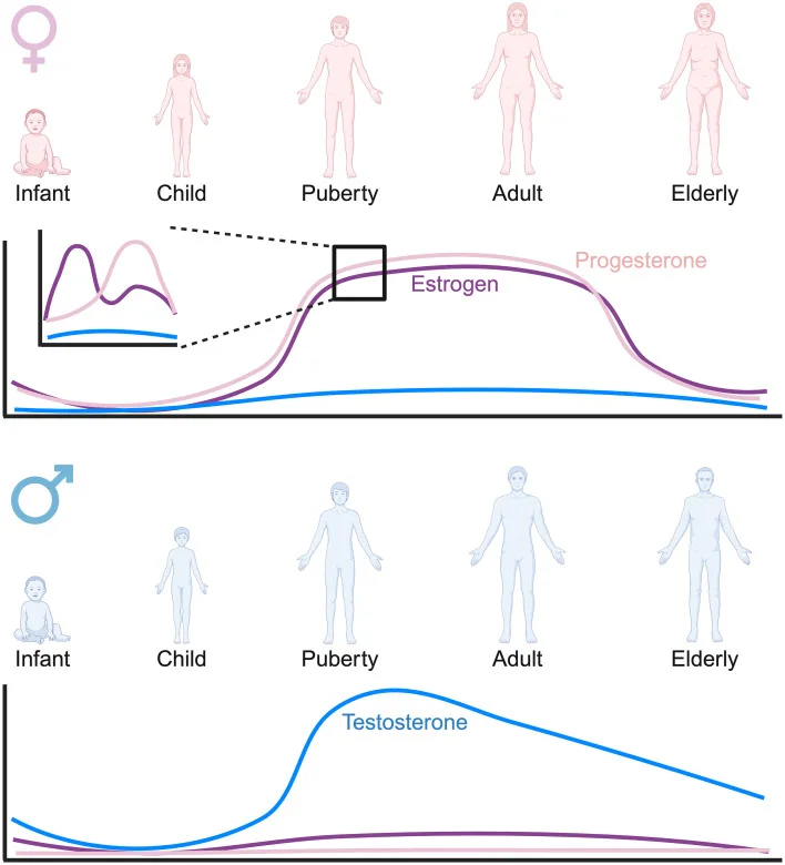 Sex differences in innate immune cell responses: Impact on cancer immunity and response to therapy